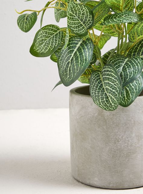 Planta Leaf Base Cemento-2