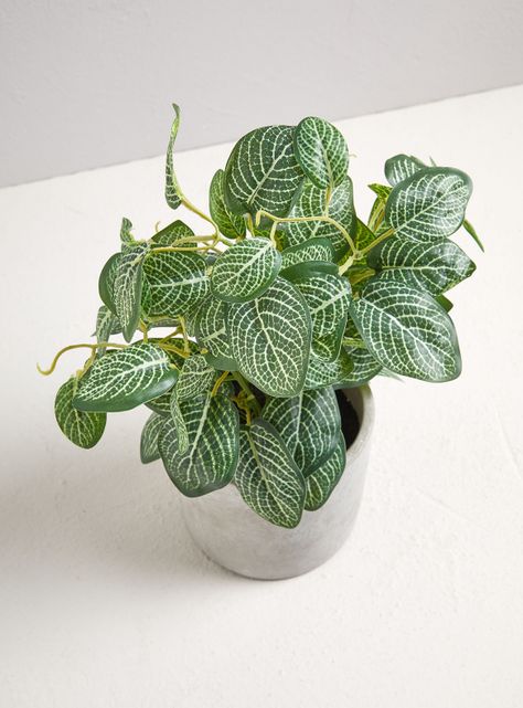 Planta Leaf Base Cemento-1