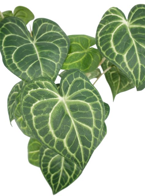 Planta Greenery 50 cm-3