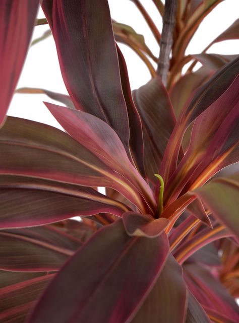 Planta Artificial Cordyline 179 cm-3