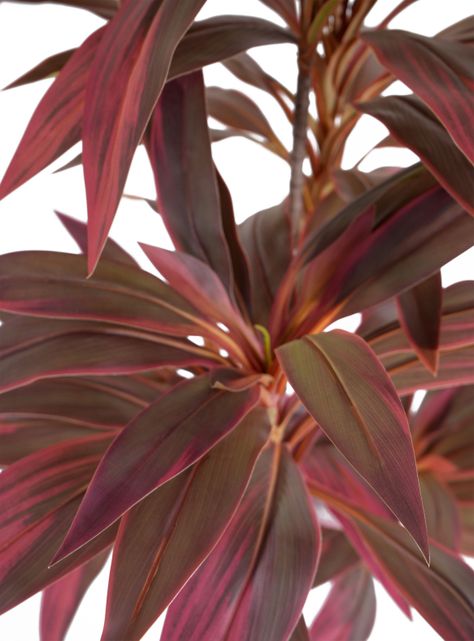 Planta Artificial Cordyline 179 cm-2