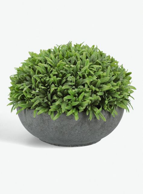 Arbusto Rosemary Bajo 19x19x16cm-0