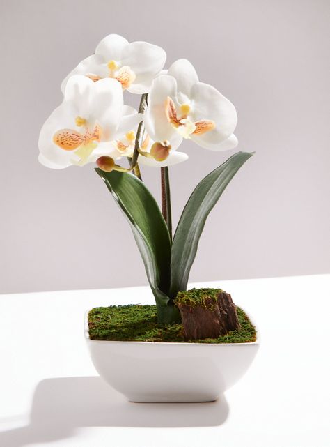 Orquídea Blanca Mediana-0