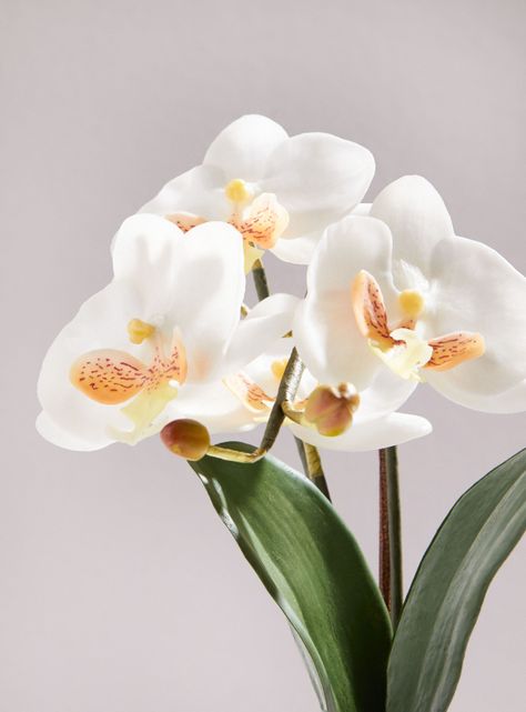 Orquídea Blanca Mediana-1