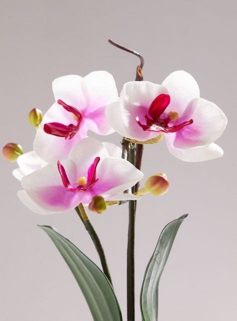 Orquídea Rosada Mediana-1