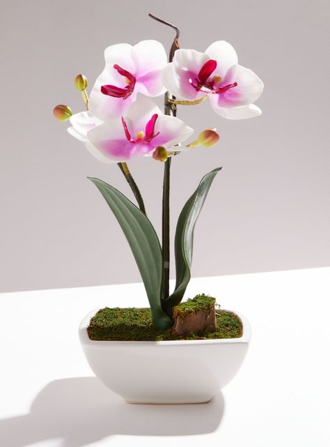 Orquídea Rosada Mediana-0