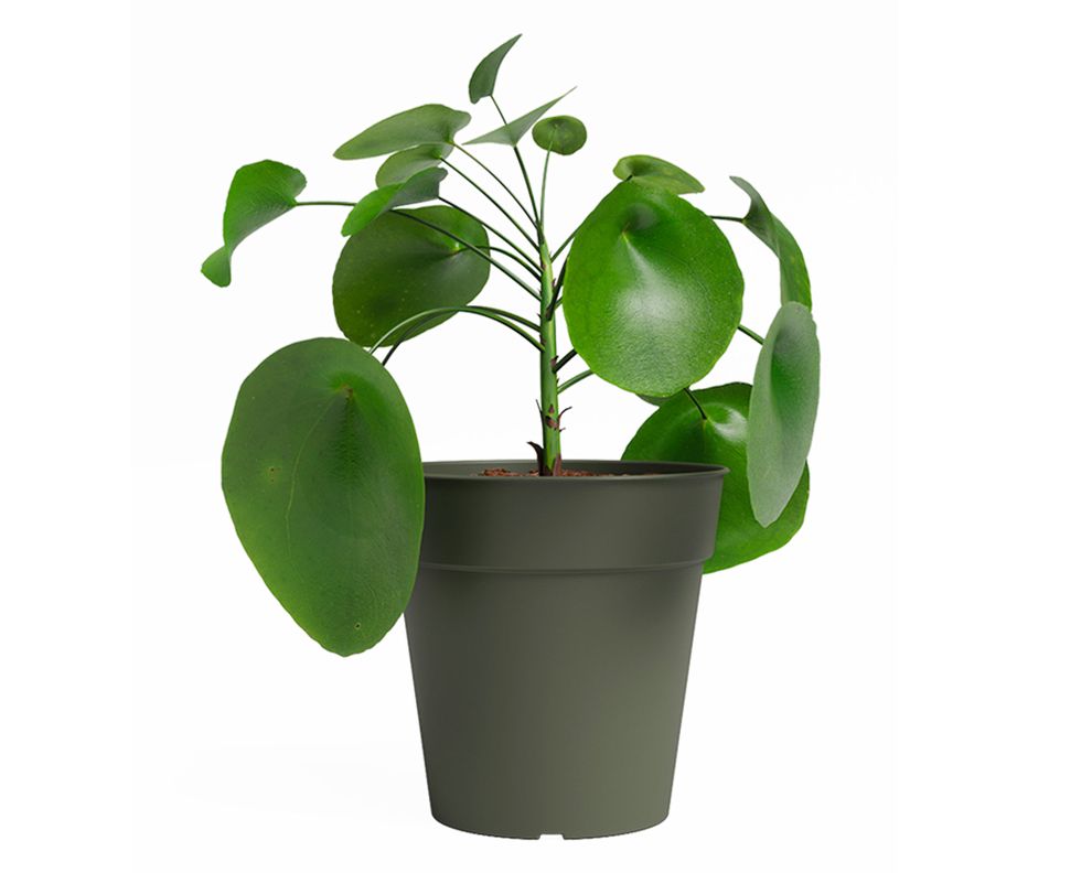 Maceta Madagascar 27 cm-3