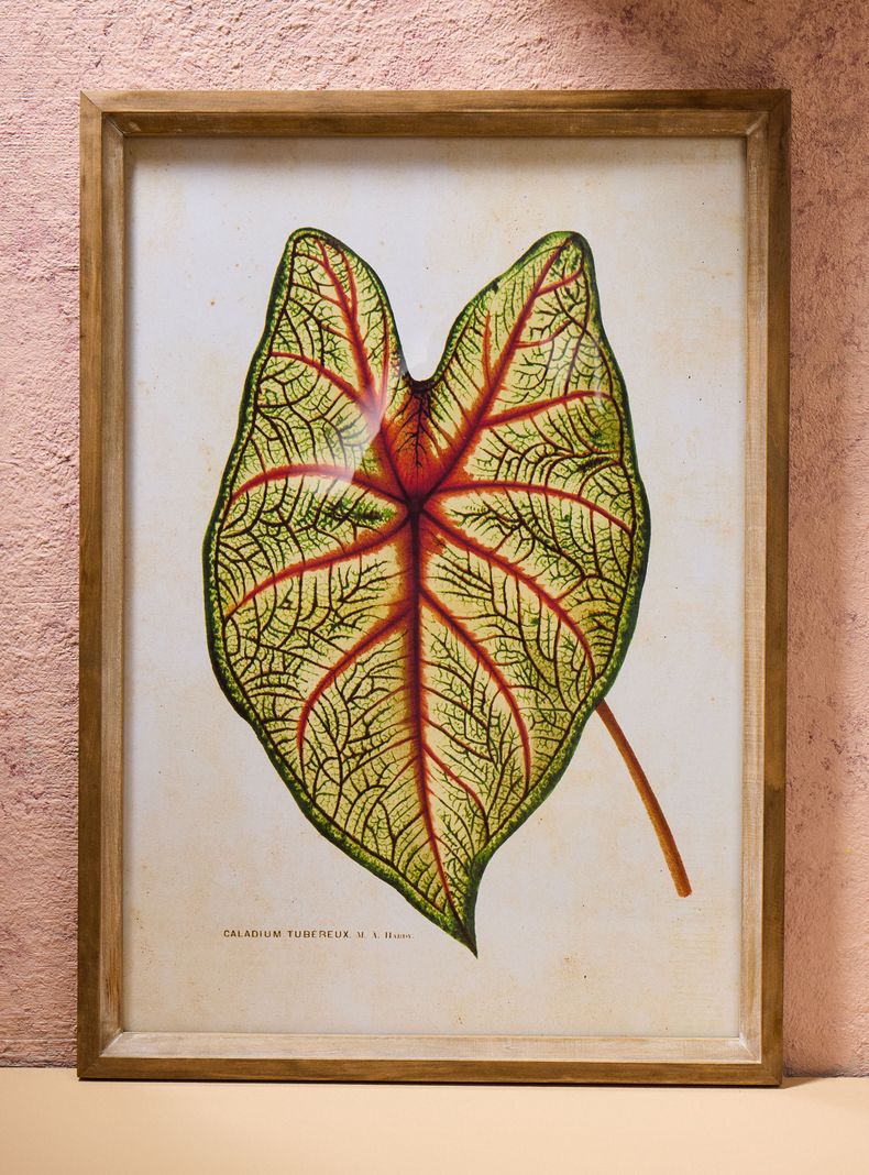 Cuadro Hoja 50x70 cm