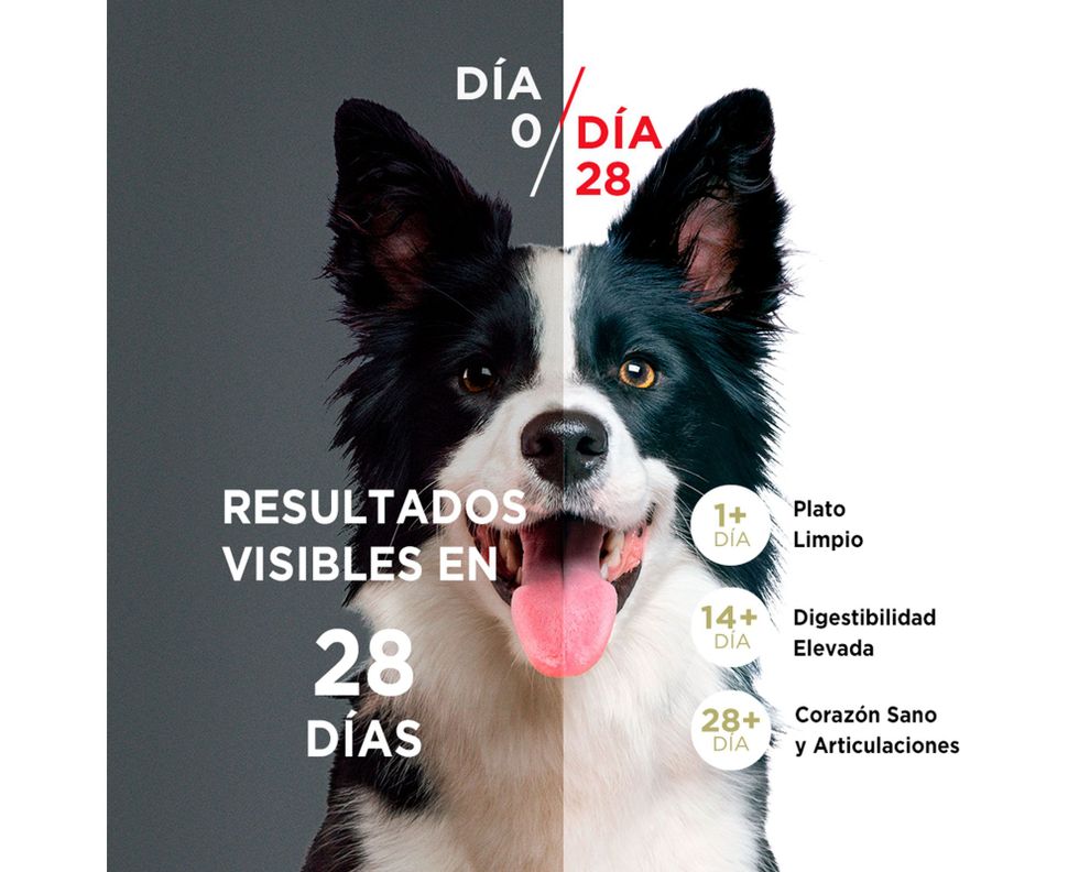 Alimento perro adulto 2 kg mediano/grande pollo y cordero Purina One.-2