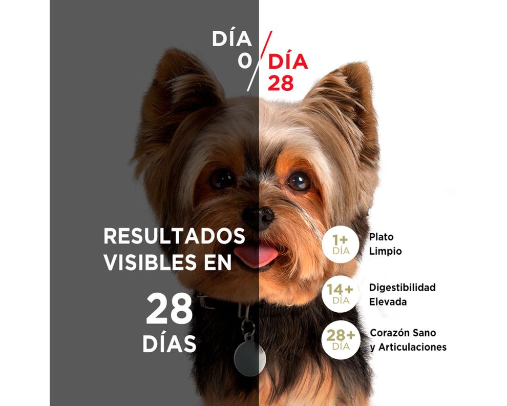 Alimento perro adulto 2 kg mini/pequeño pollo y cordero Purina One.-2