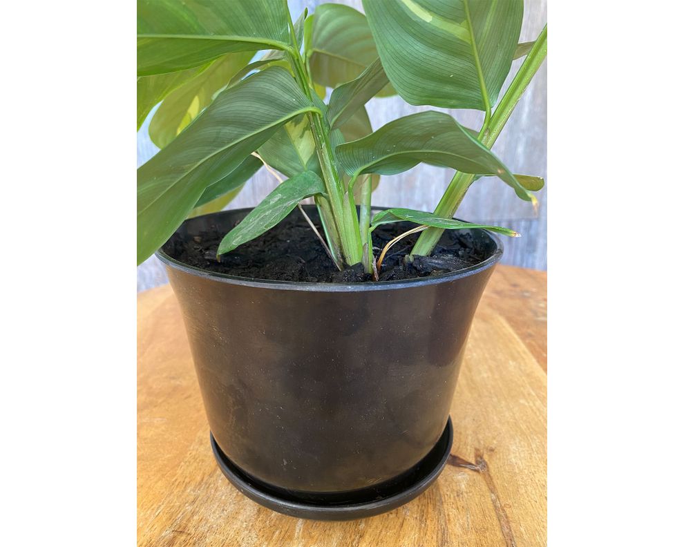 Macetero 16 cm curvo negro-1