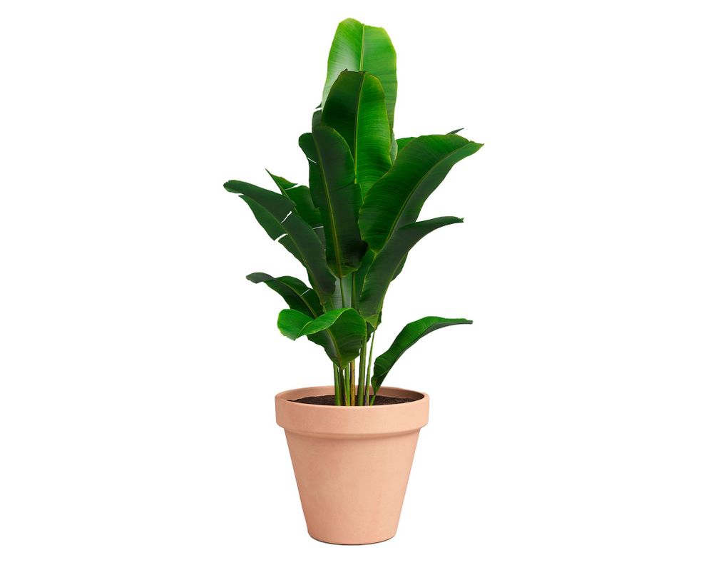 Maceta Amalia pot antique 23 cm-2