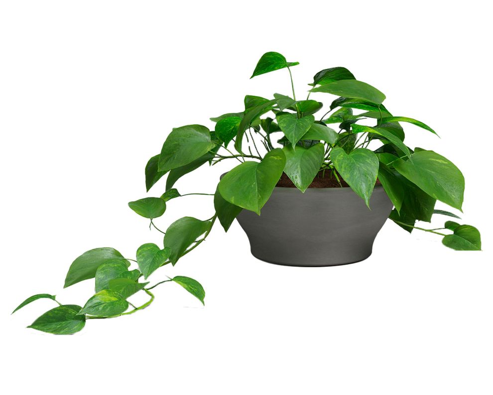 Maceta Saramango bowl antique 31 cm-2