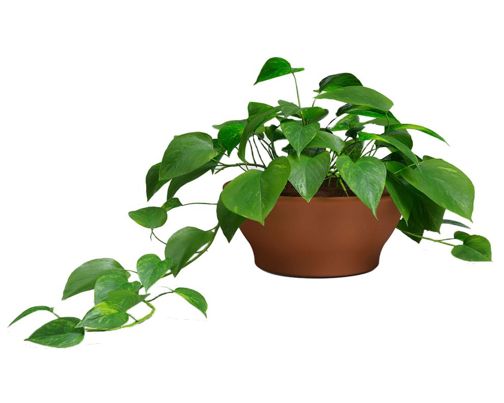 Maceta Saramango bowl natural 31 cm-2