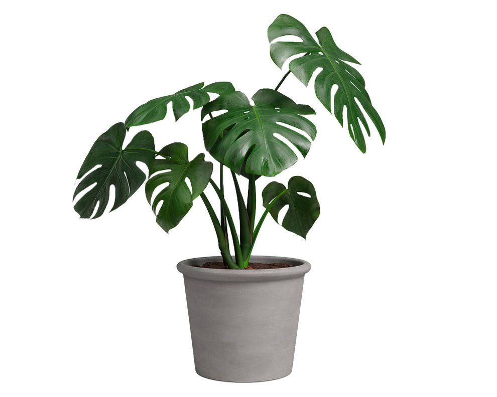 Maceta Saramango cilindro antique 28 cm-2