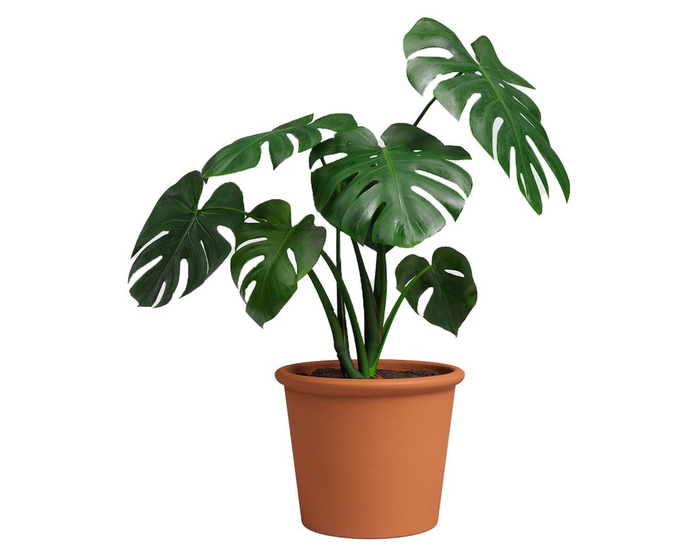 Maceta Saramango cilindro natural 28 cm-2