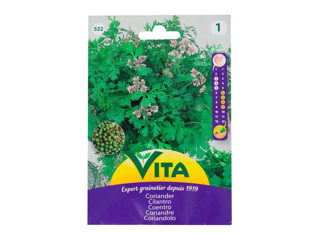 Semilla corriente desinfectada cilantro vita-0