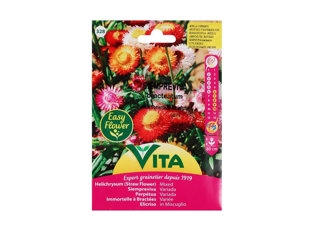 Semilla corriente siempre viva bracteatum sin desinfectar x1 g vita-0