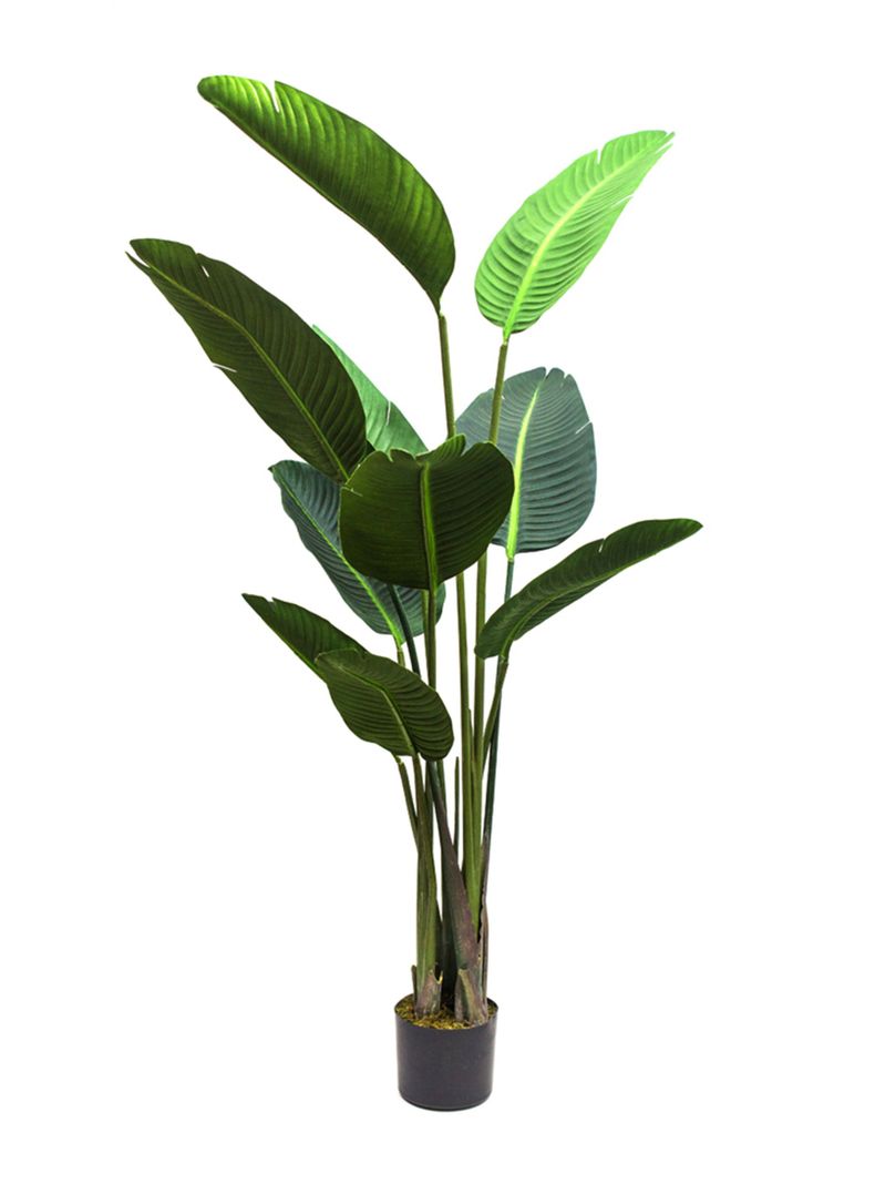 Planta Bird of Paradise 155 cm 10 Hojas-0