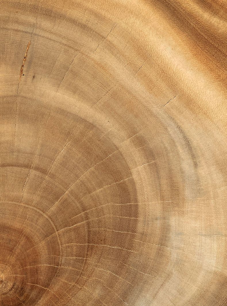 Mesa de Centro Tree 74 cm-4