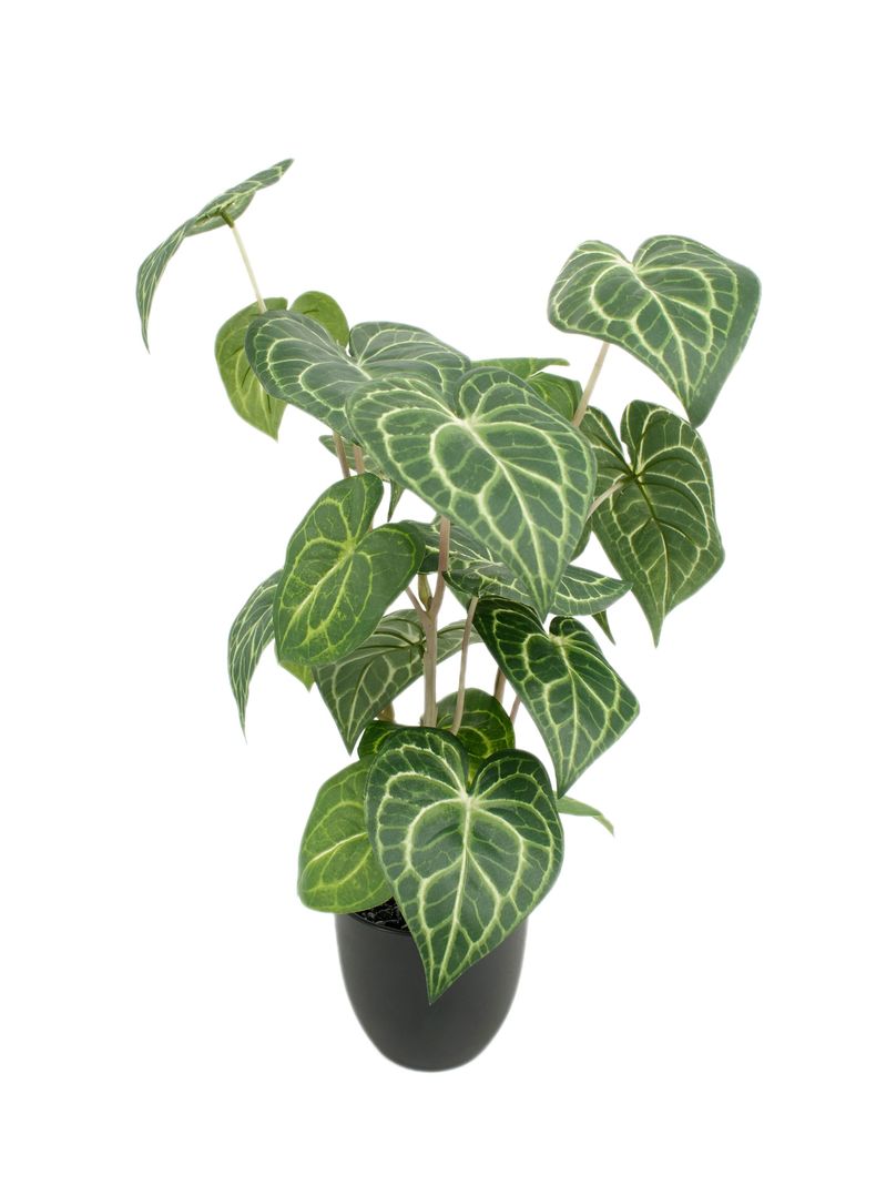 Planta Greenery 50 cm-1