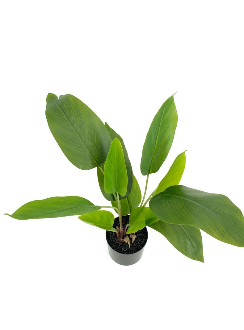 Planta Artificial Banana 60 cm-2