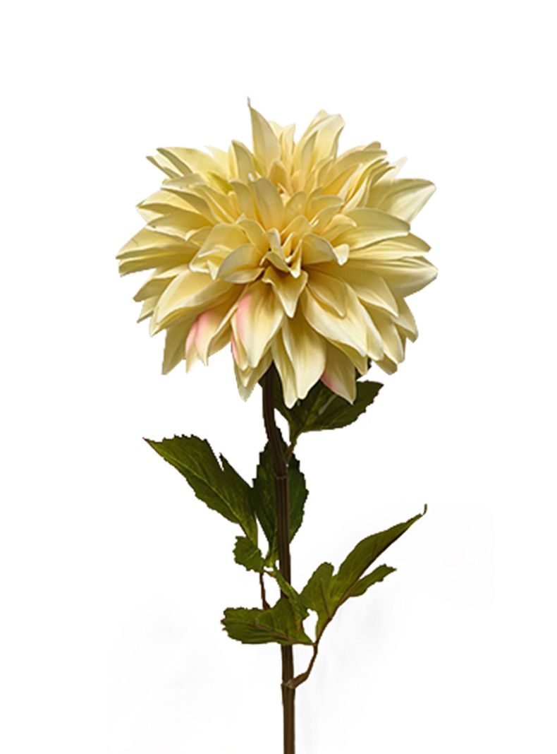 Flor Dalia Crema 2 Piezas-2