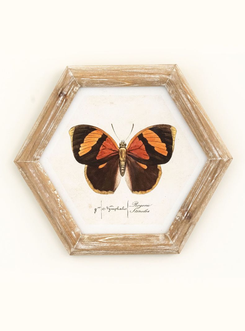 Cuadro Mariposa 26x30 cm Naranjo-0