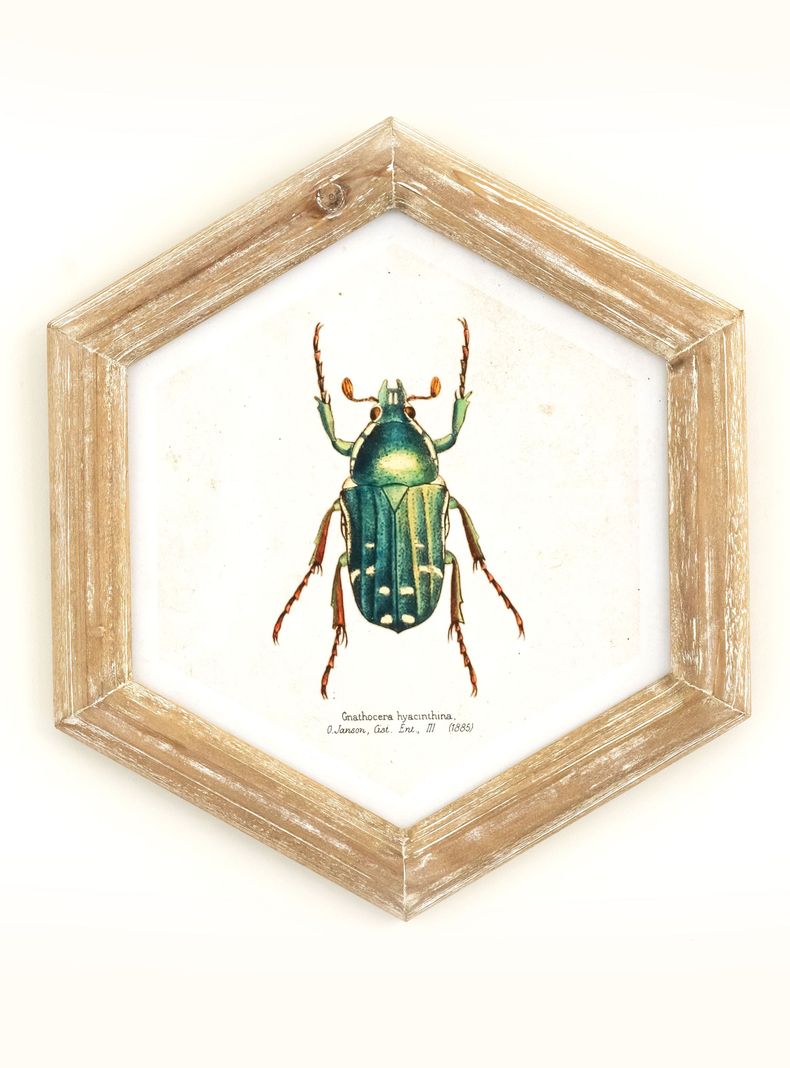 Cuadro Bicho 26x30 cm Verde-0