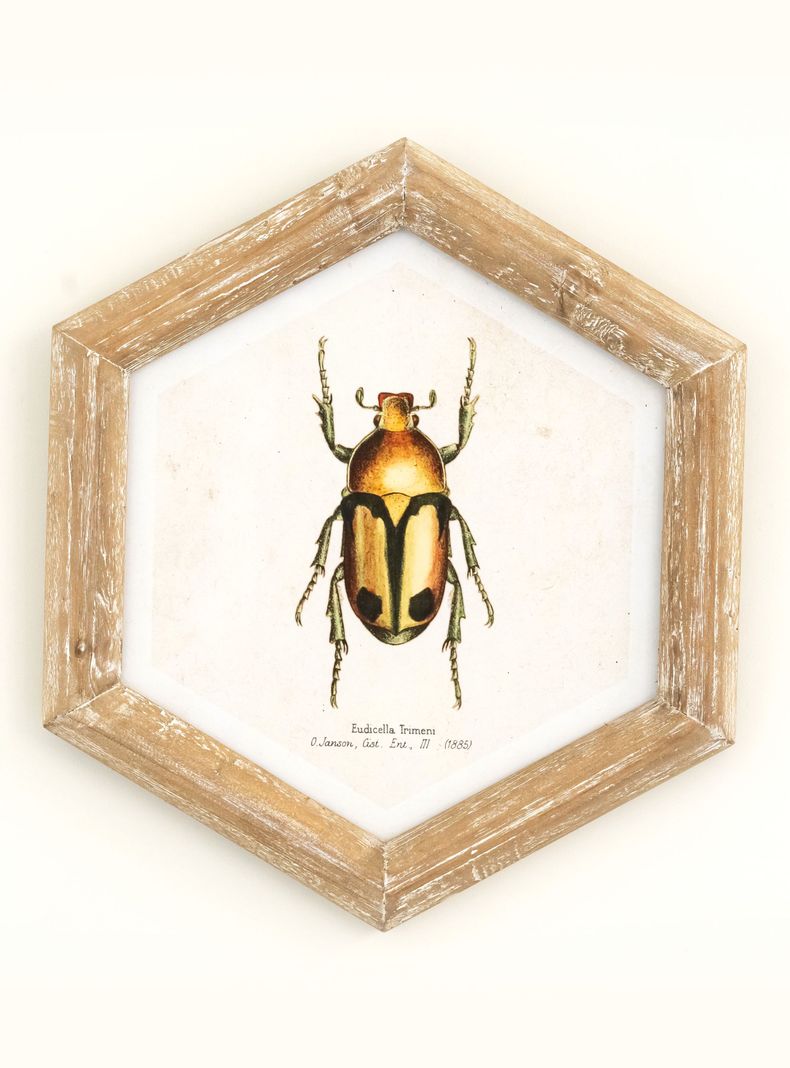 Cuadro Bicho 26x30 cm Dorado-0